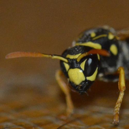 Réf. 281 366 : Polistes dominula